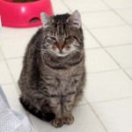 Ottfried-unserer-katzenstation