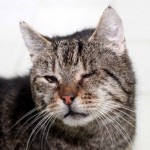 ottfried-unser-schmusekater