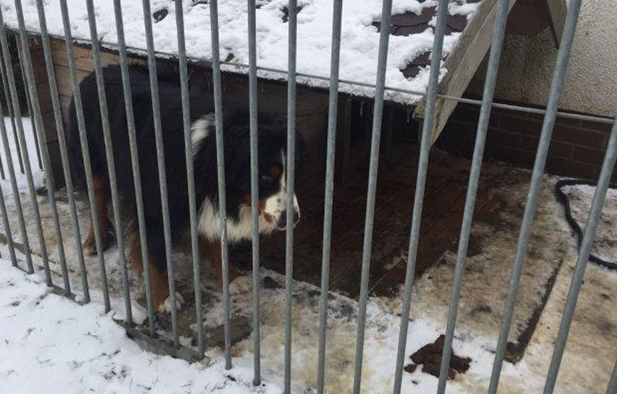 beitragsbild hund zwinger alleine gitter kein futter wasser