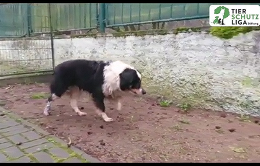 beitragsbild kolja draussen tierschutzliga dorf