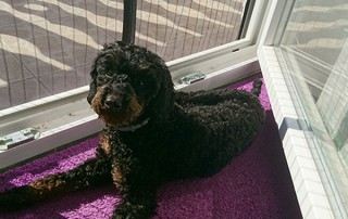 beitragsbild lila zuhause