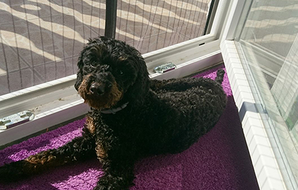 beitragsbild lila zuhause