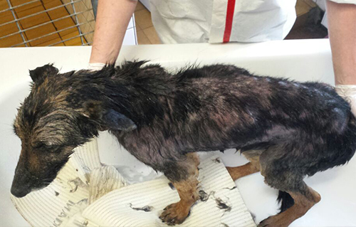 beitragsbild ruby rettung wiese nass handtuch tierschutzliga dorf