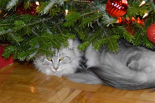 beitragsbild weihnachten tier katze weihnachtsbaum
