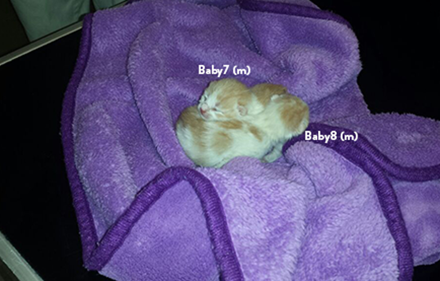 beitragsbild start ins leben patenschaft katze rot klein