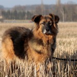 hund Bisquit auf dem feld an der leine