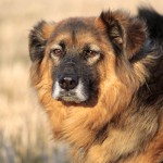 hund Bisquit auf dem feld trauriges