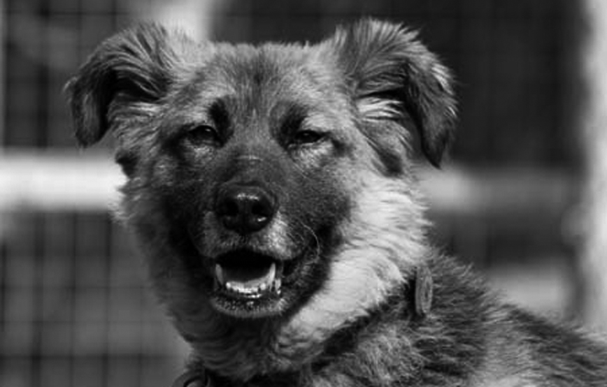 hund Bisquit gestorben trauriges