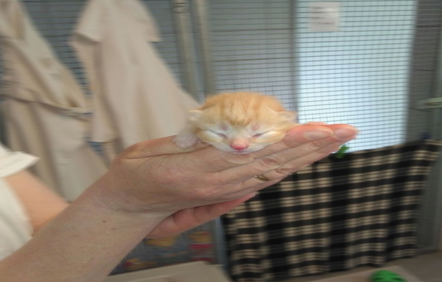 sechs Katzenbabys suchen einen Paten