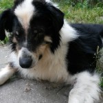 kolja hund blind operiert