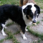 kolja hund blind operiert gesund