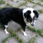 kolja hund blind spielt