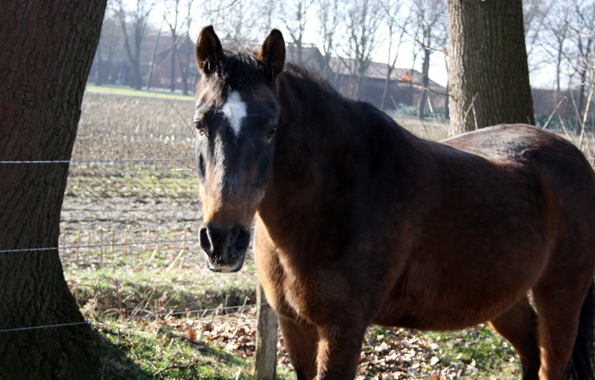 pferd samira steht auf wiese trauriges