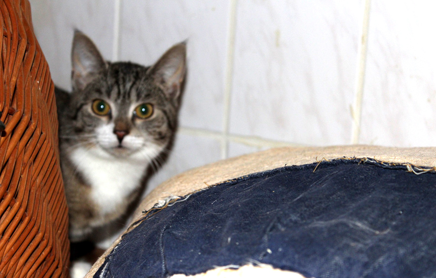 scheue katze elvira versteckt sich hinterm weidenkorb