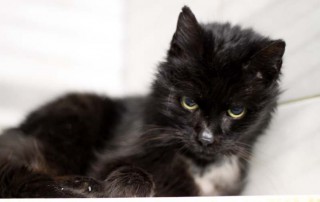 schwarze Katze emmy liegt auf einem brett