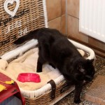 schwarze katze emmy notfall in korb