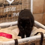 schwarze katze emmy notfall in korb mit napf