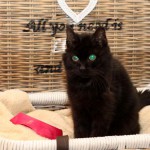 schwarze katze emmy notfall sitzt im korb