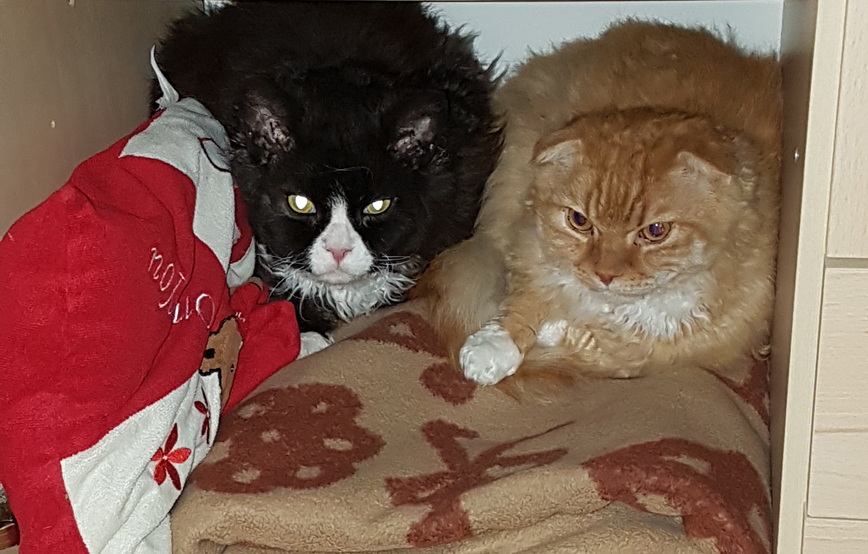 zwei katzen liegen im schrank auf einer decke