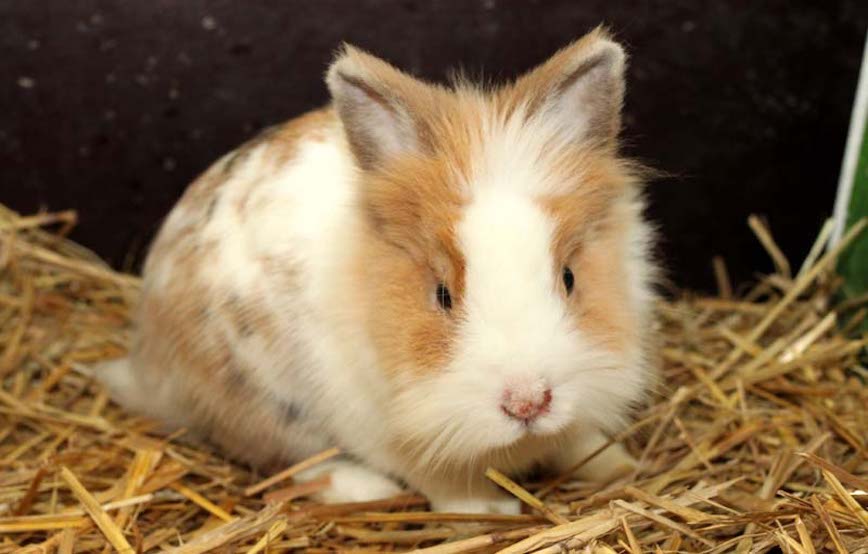 Kaninchen micolay sitzt im stroh