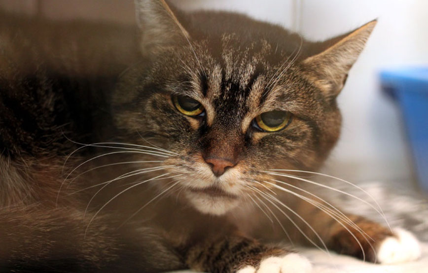 Katze Lucy trauriges