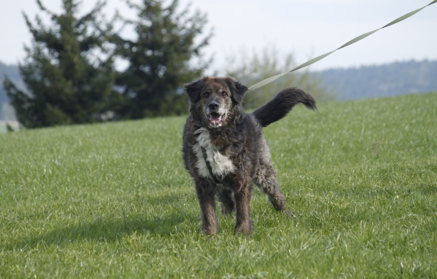 Patentier Sindbad beim Spaziergang