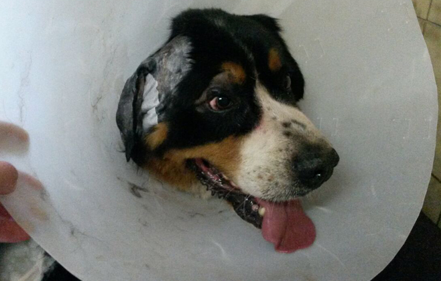 beitragsbild bernhard hund operation trichter