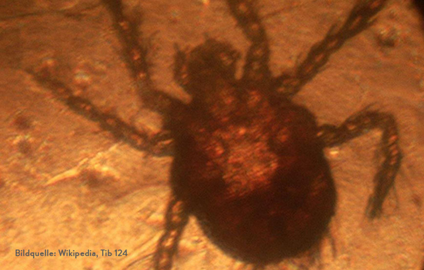 beitragsbild-grasmilbe