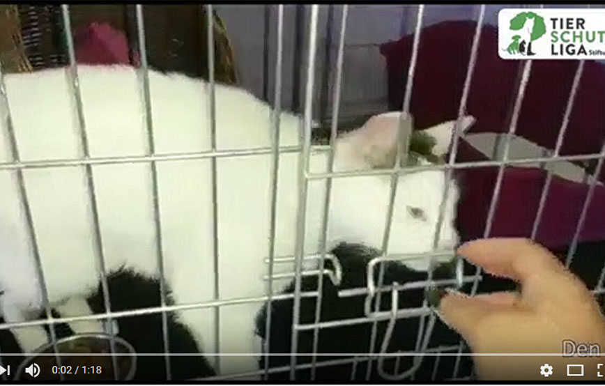 beitragsbild kater festus zahn operation