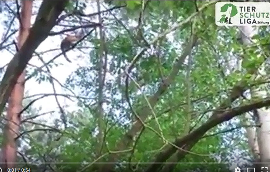 beitragsbild katze ausgesetzt Baum