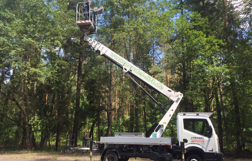 beitragsbild katze entsorgt baum steiger firma mitte