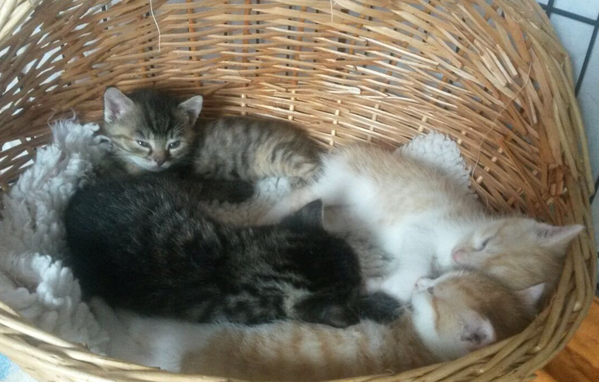 beitragsbild katzen babys karton ausgesetzt