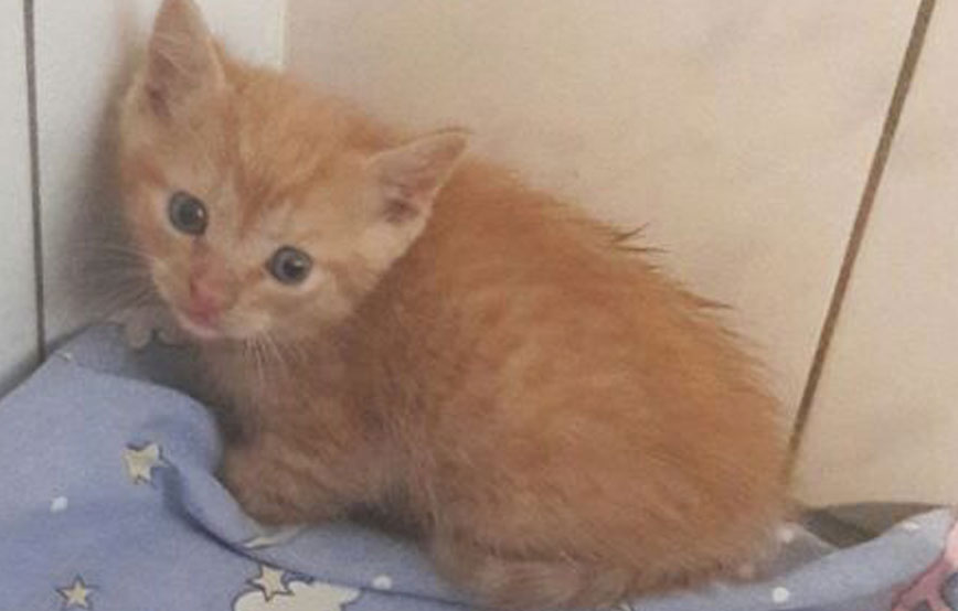 beitragsbild katzenbabys 09.06.2017