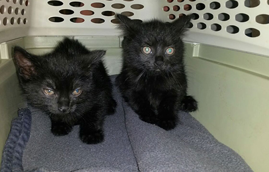 beitragsbild katzenbabys spielzeug abgeschoben