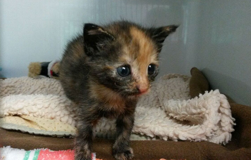 beitragsbild monchichi kater ausgesetzt allein