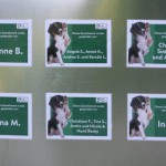 zaun hundeauslauf spender zaun