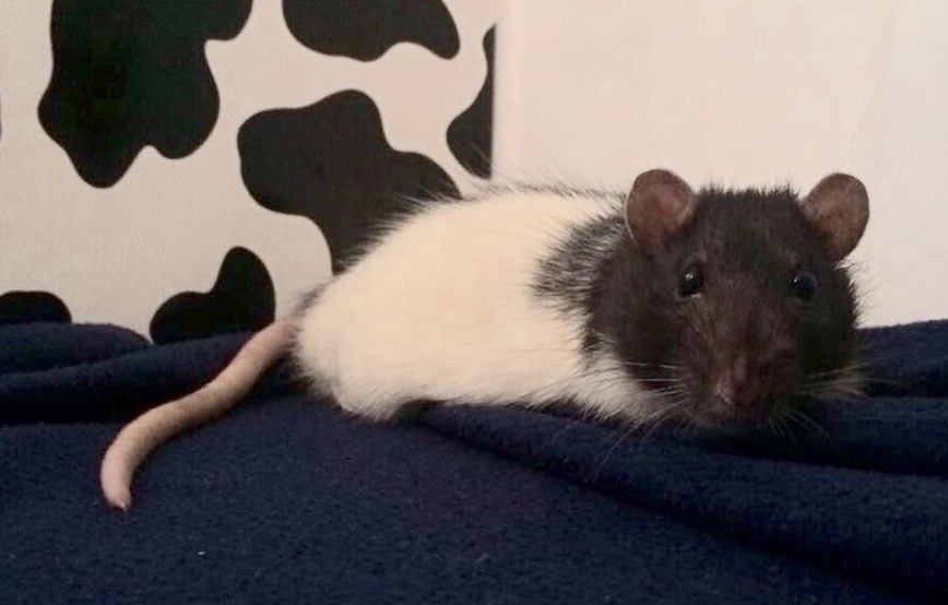 Farbratte theo liegt auf einer decke