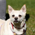 Hund Purzel an der leine