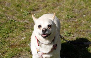 Hund Purzel an der leine auf der wiese