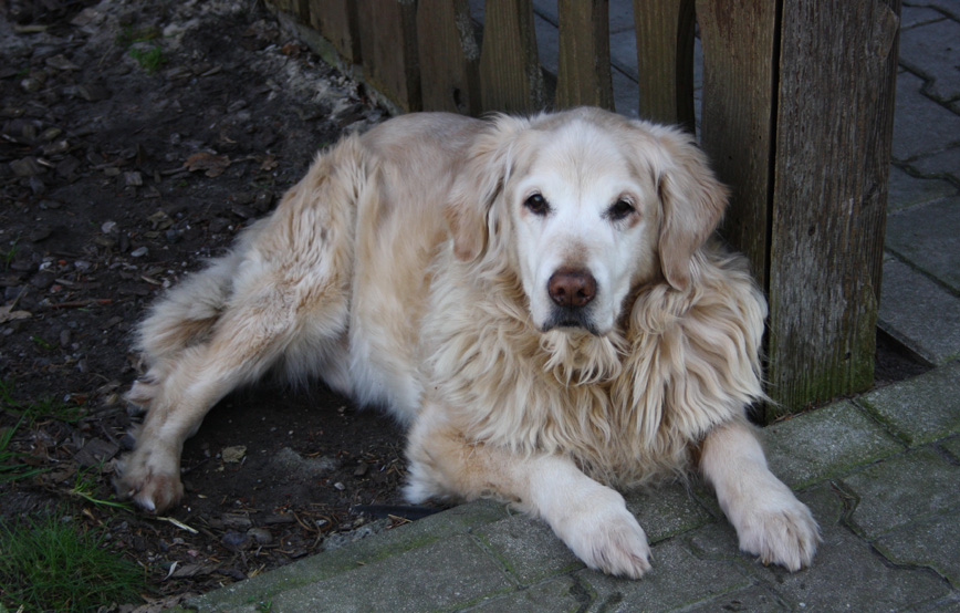 Hund Samy liegt neben dem zaun trauriges