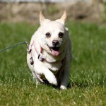 Hund purzel rennt auf der wiese