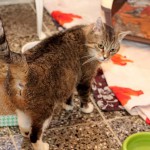 Katze Erika dreht sich um