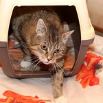 Katze Erika kommt aus der box raus