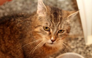 Katze Erika steht auf dem boden neben futternapf