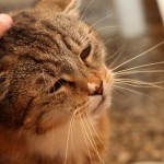 Katze Erika wird gestreichelt