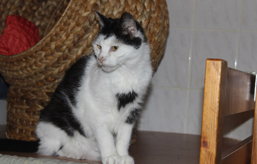 Katze Linda sitzt auf dem tisch vermittelt