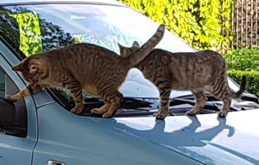 Katzen xana und dana klettern auf das auto