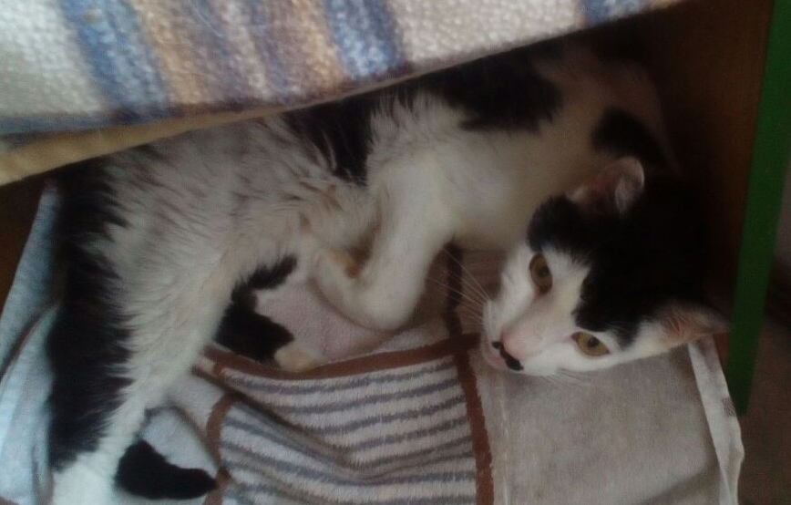 beitragsbild cosmo kater zahnschmerzen