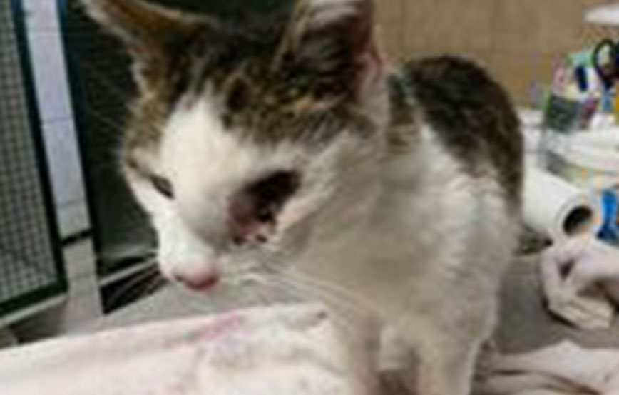 beitragsbild cotbus katze unfall auge