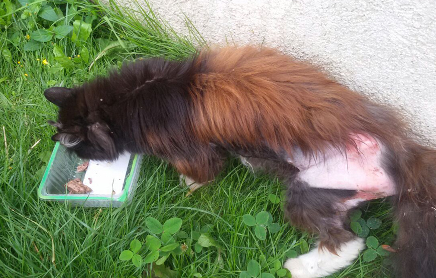 beitragsbild erna verwahrlost fundkatze